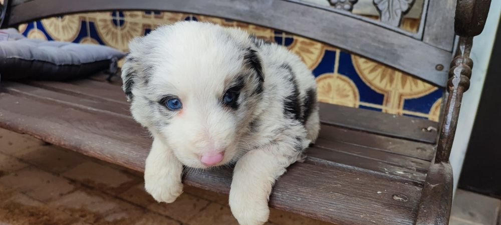 Border collie macho puro merle olhos azuis