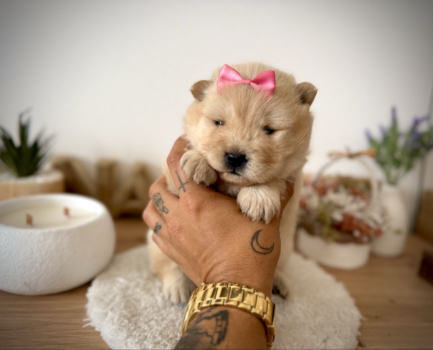 Menina chow chow fofinha