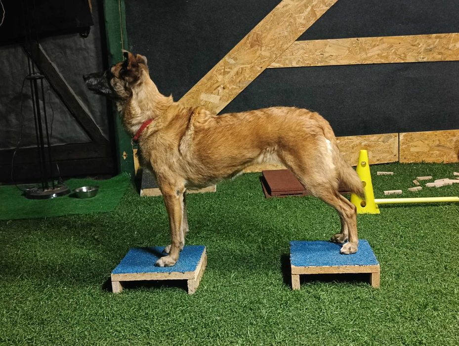 szkolenie psów agility, dog fitness, obedience