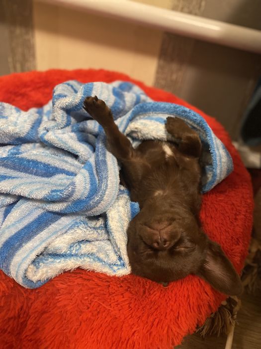 Кобель для вязки