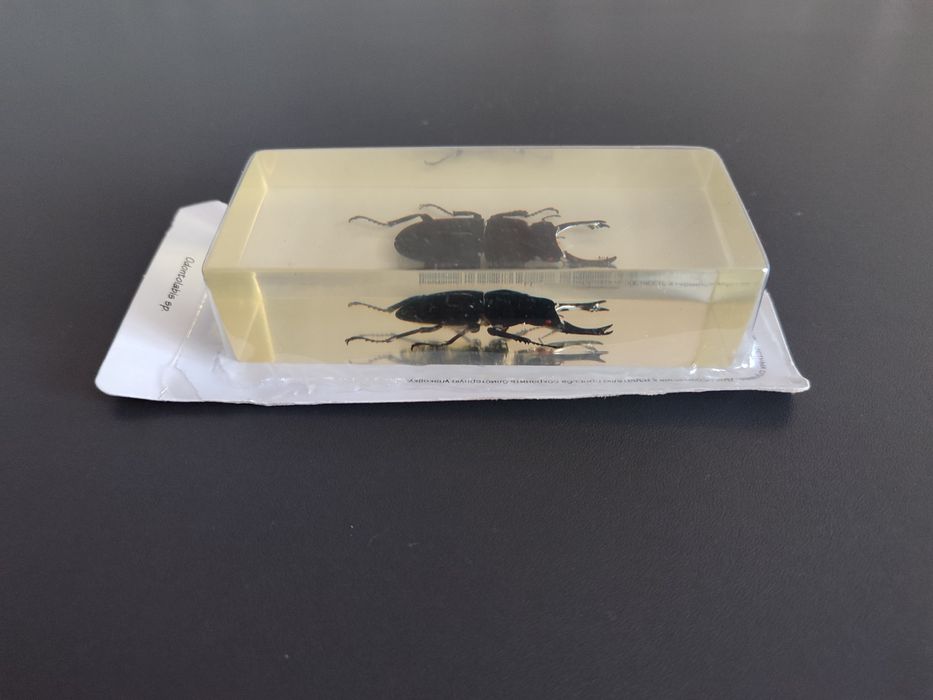 Жук-олень в оригінальній упаковці