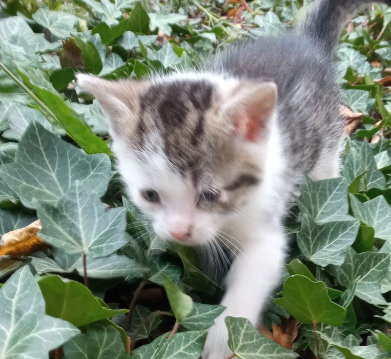 Oddam w dobre ręce małe kotki