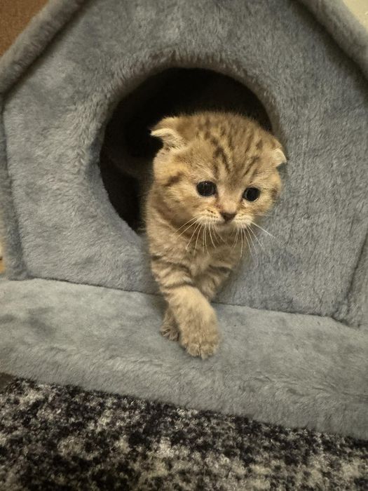 Кіт шотландський