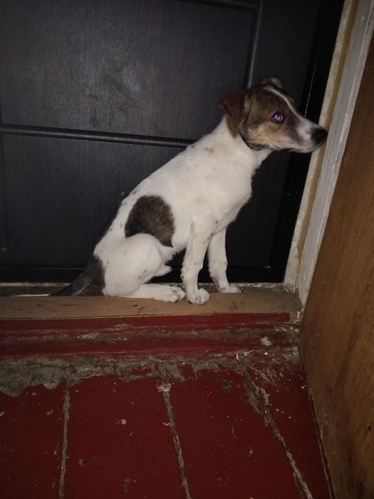 Отдам в хорошие руки