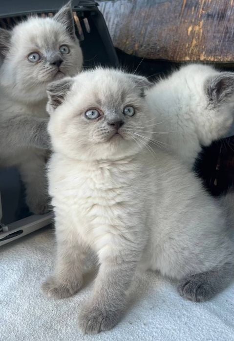 В'язка     котів