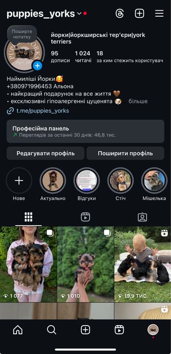 Хлопчик ведмедик йорк