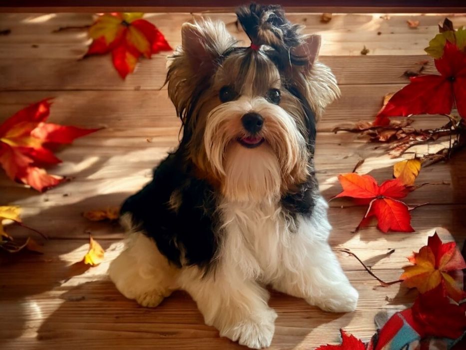 York Biewer - piesek 100% biewer