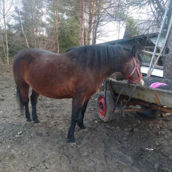 Klacz huculska zajeżdżona
