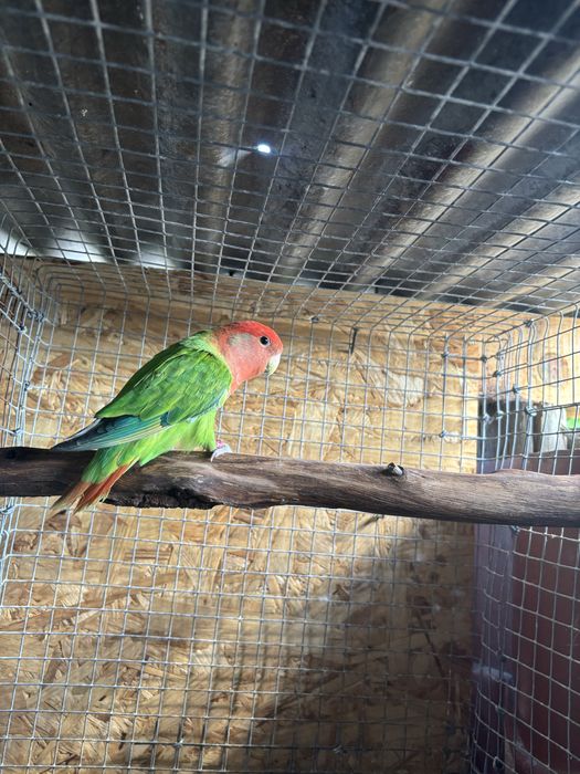 Roseicollis macho Longfeather 2024