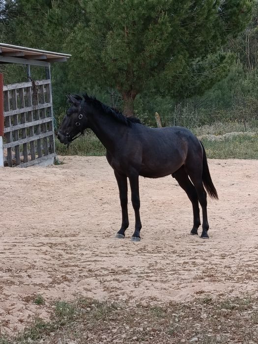 Poldro Lusitano ruço com livro azul