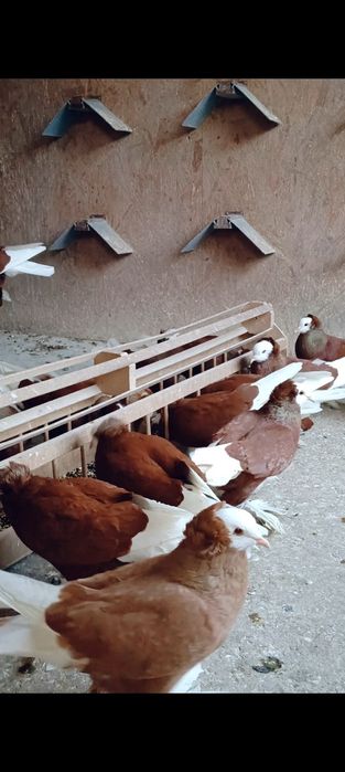 Mnichy Południowoniemieckie Łapciate czarne/czerwine 40sztuk 

Nadwyżk