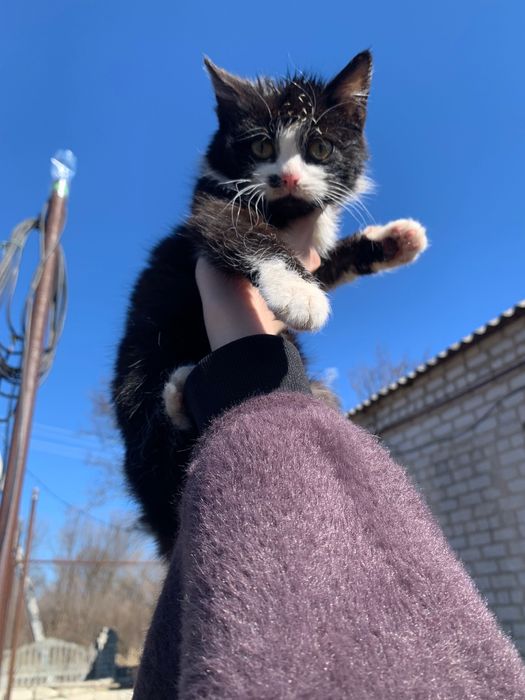 Гарний котик з особливою родимкою