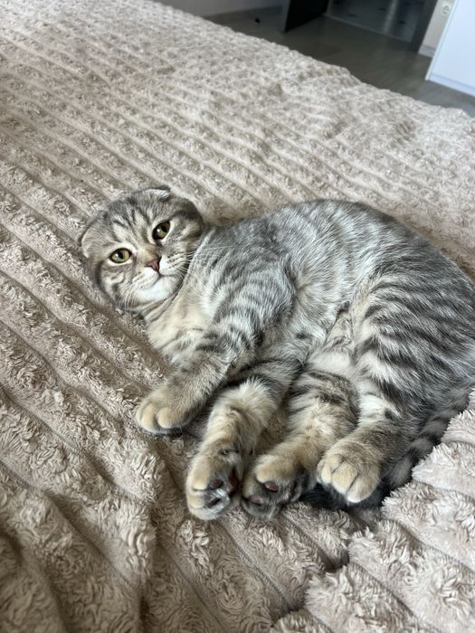 Висловухий муркотливий шотландець кошеня хлопчик scottish fold