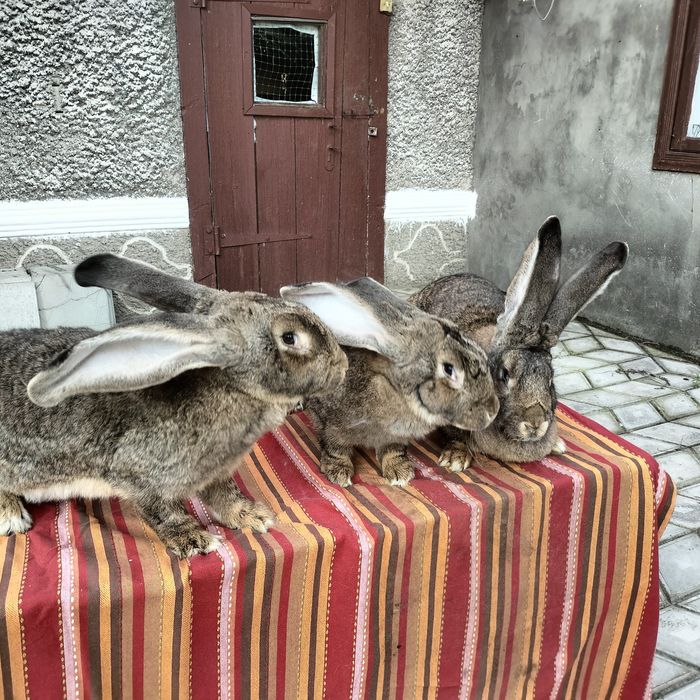 Кролики різних порід