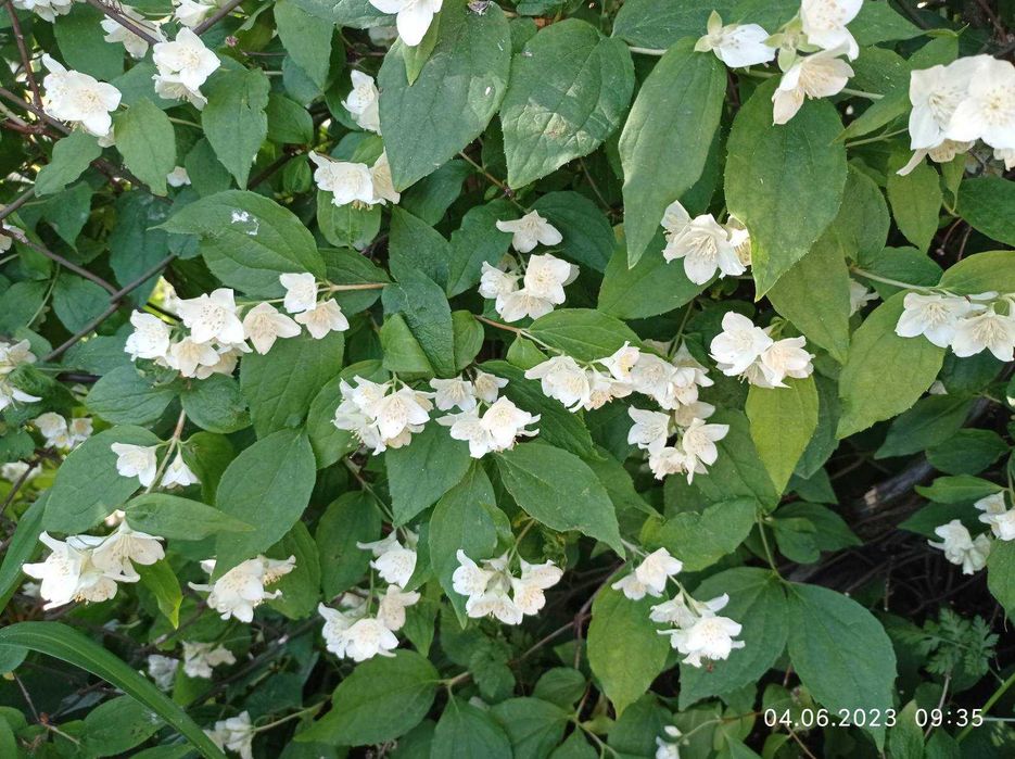 Знижки: Гортензія, бересклет, флокс, лаванда, спірея, кніфофія, чебрец