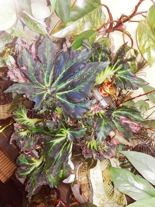 Begonia Heracleifolia Vampire Wampir monstera roślina UNIKAT
