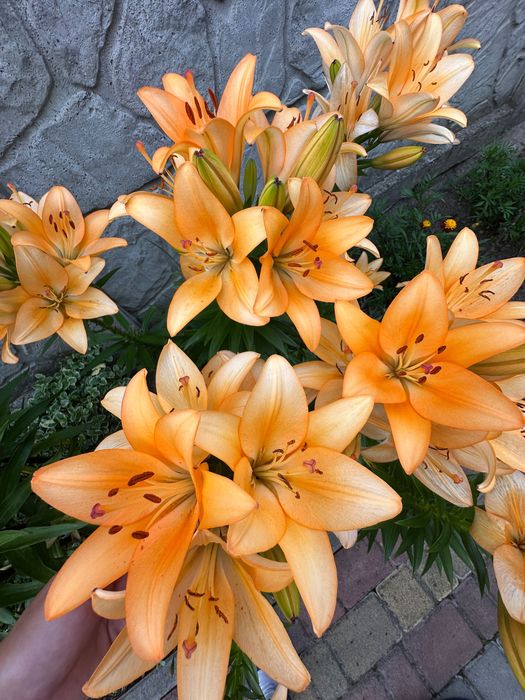 Лілія квіти цибулини лілії