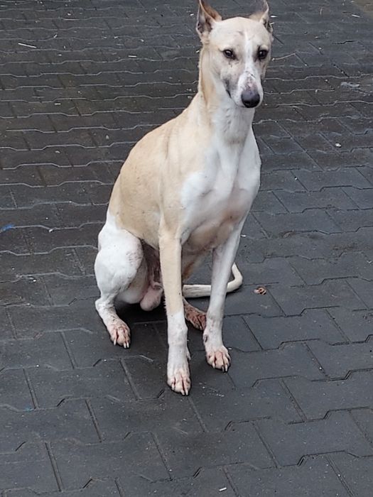 Chart Angielski Whippet piesek