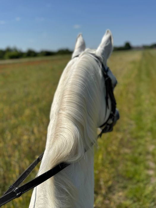 kobyłka, 15 lat, do sprzedaży