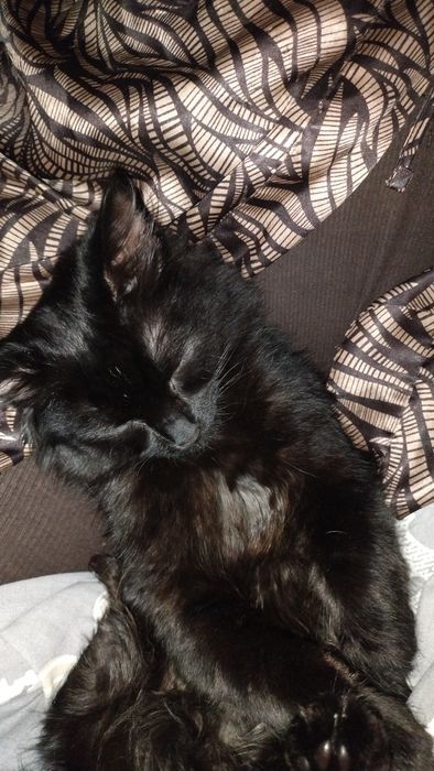 Киця Шуша шукає гарну сім'ю