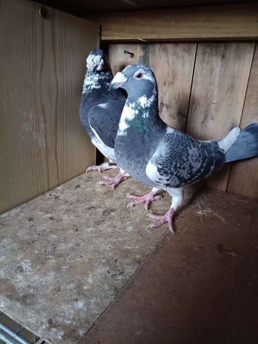 Golebie staropolskie