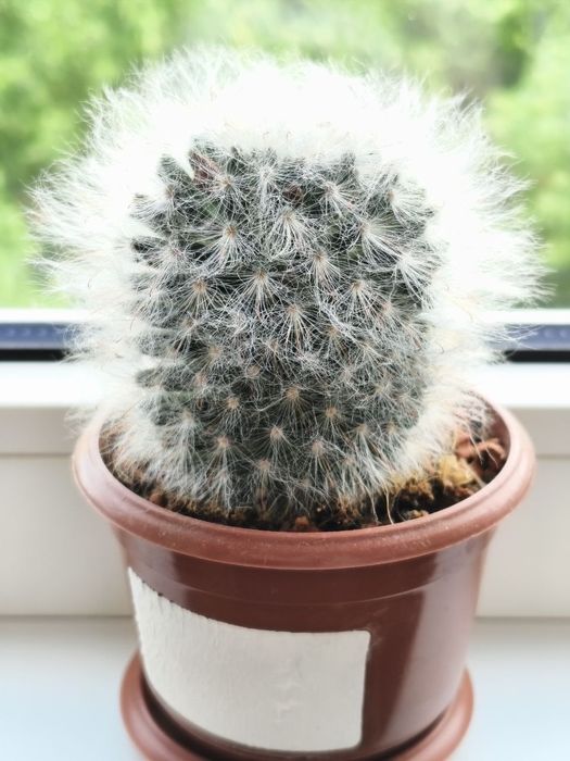 Мамілярія бокасана (mammillaria bocasana), дорослий пухнастий кактус 8 см. з дітками