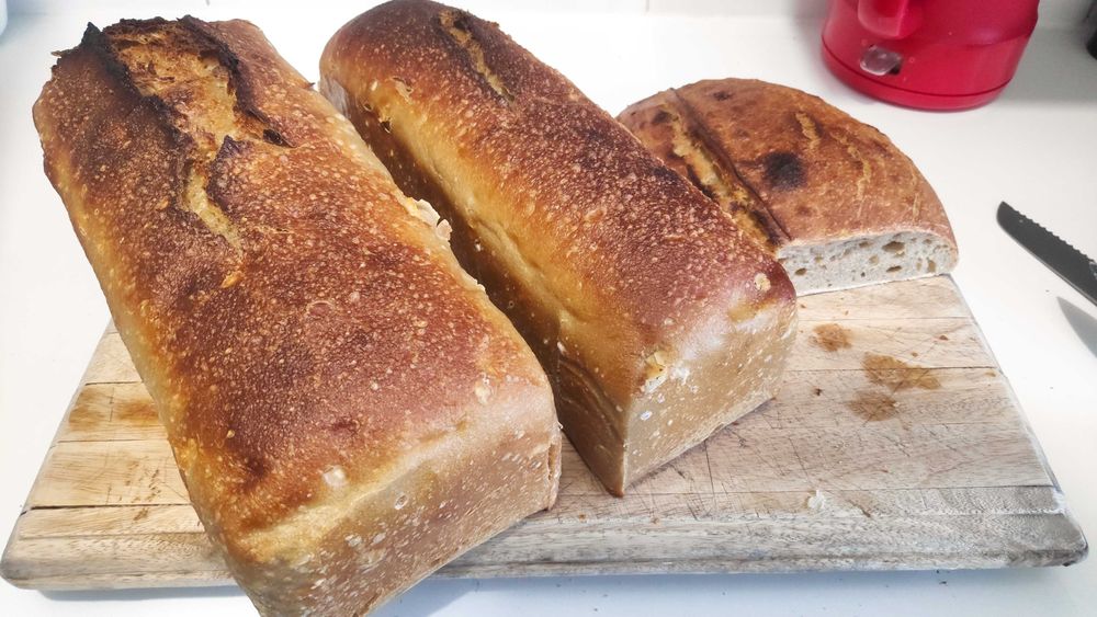 Venda/Troca BIO Pão Artesanal Massa Mãe