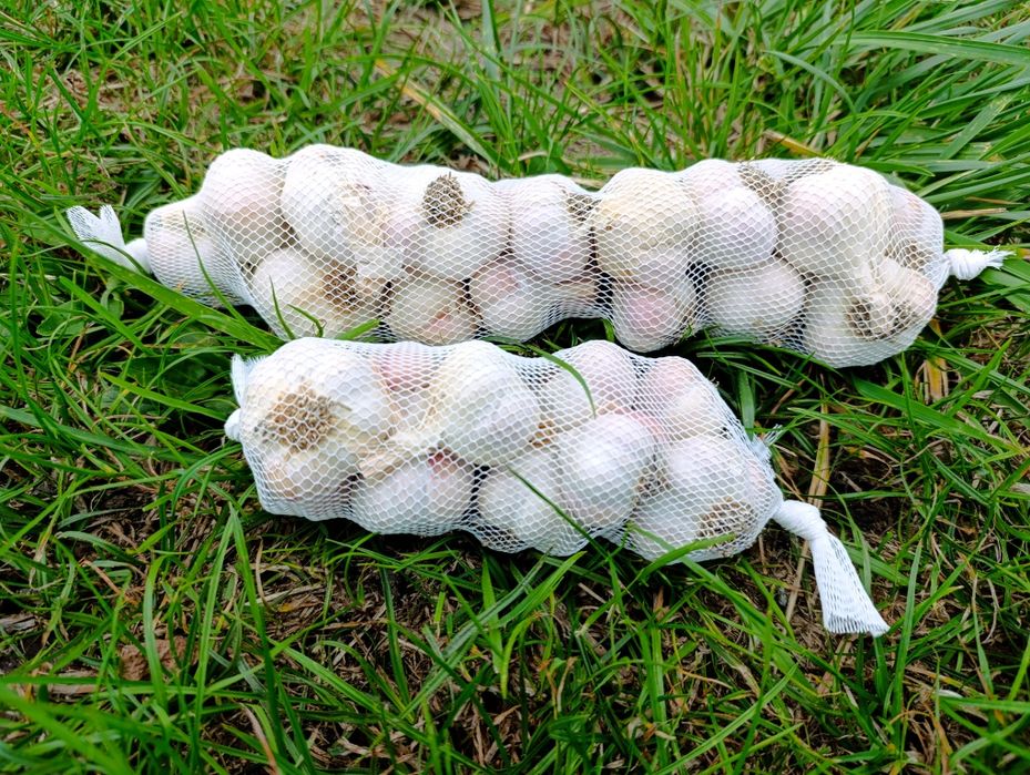 Czosnek jarus 250g, 500g, 1 kg sadzenie