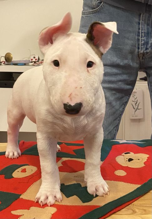 Bulterier Miniaturowy 4xclear BAER+/+ ZKwP/FCI - biały samiec