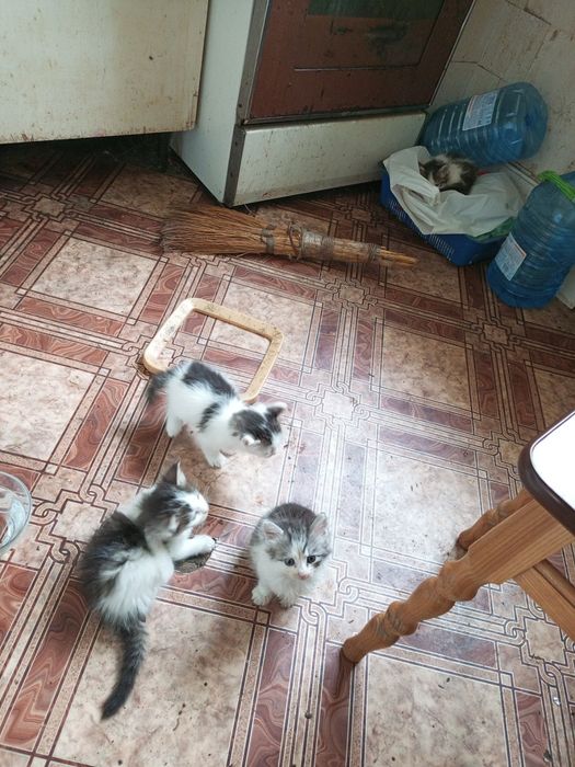 Віддам в добрі руки