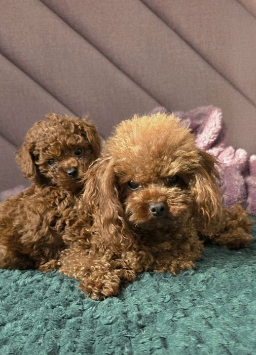 Pudel toy red brown sunia