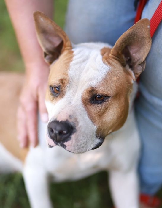 Pogodna, kontaktowa sunia w typie amstaff poleca się do adopcji
