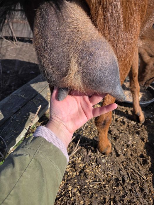 Koza alpejska mleczna