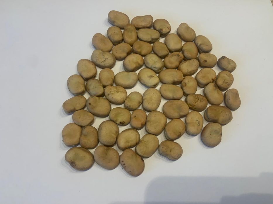 Bób . Mozliwa wysyłka.