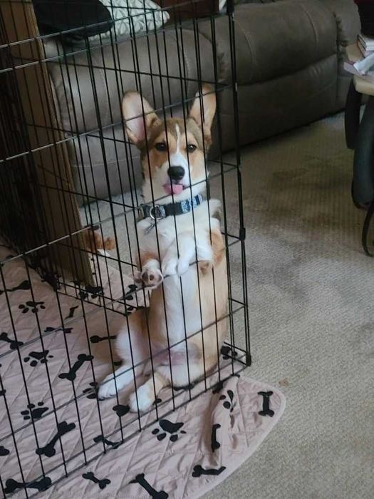 Манеж с дверкой клетка 180*60*76 клітка для собак щенков птиц 8 секций