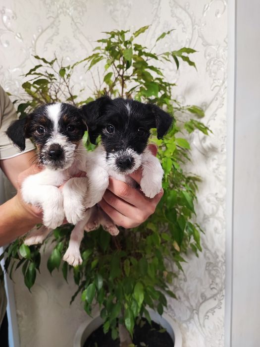 Мальчики Девочки Фокстерьеры