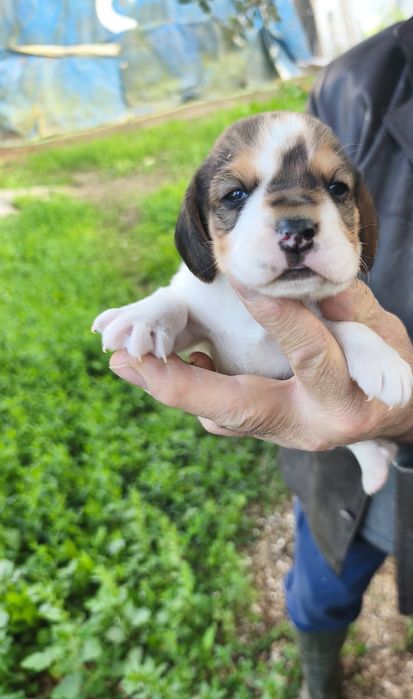 Beagle macho puro Reservado