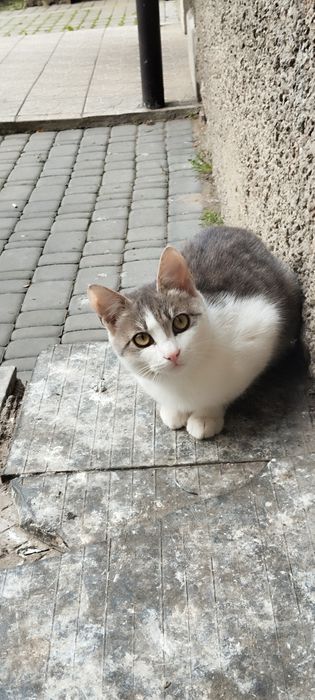 Безкоштовно киця