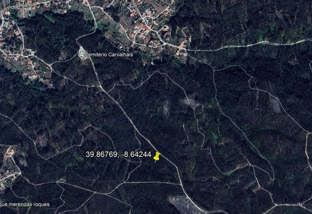PINHAL -  Rústico com eucaliptal e mato na zona de Pombal