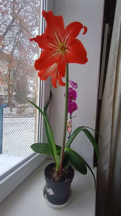 Гіпераструм продам