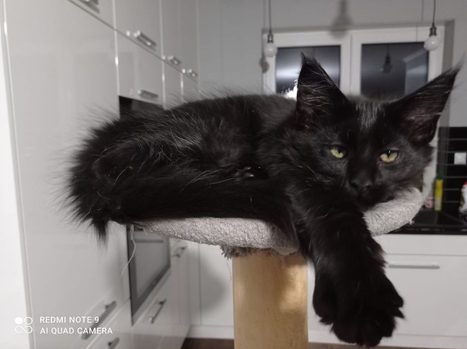Śliczny czarny kocurek Maine Coon