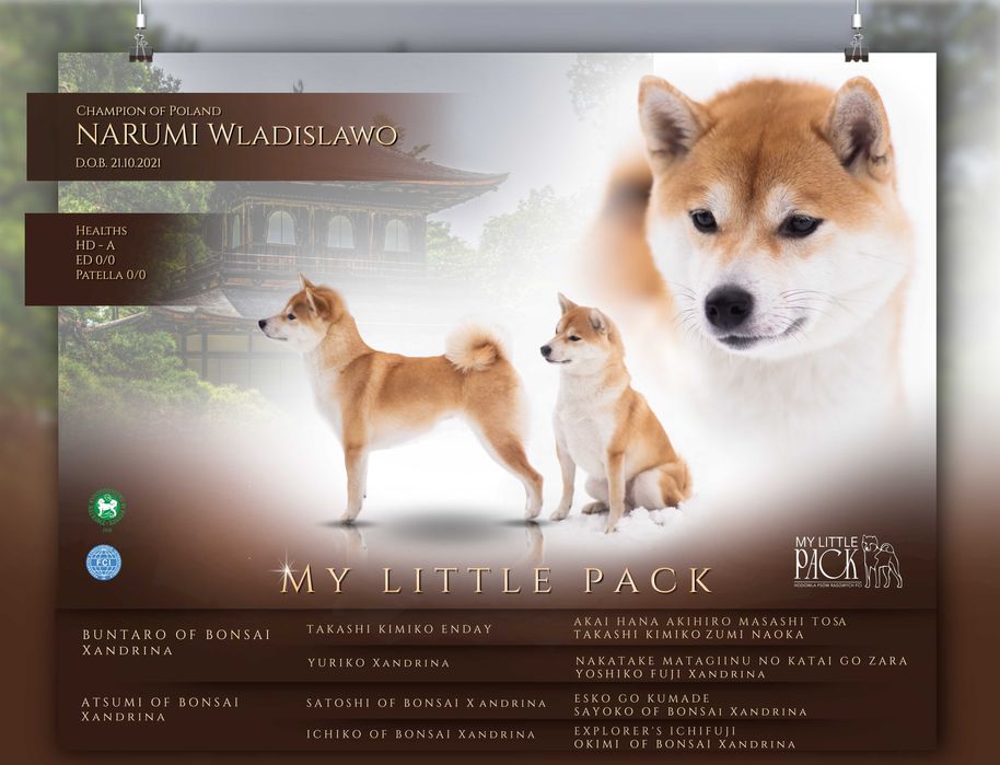 Czerwone suczki Shiba Inu FCI !