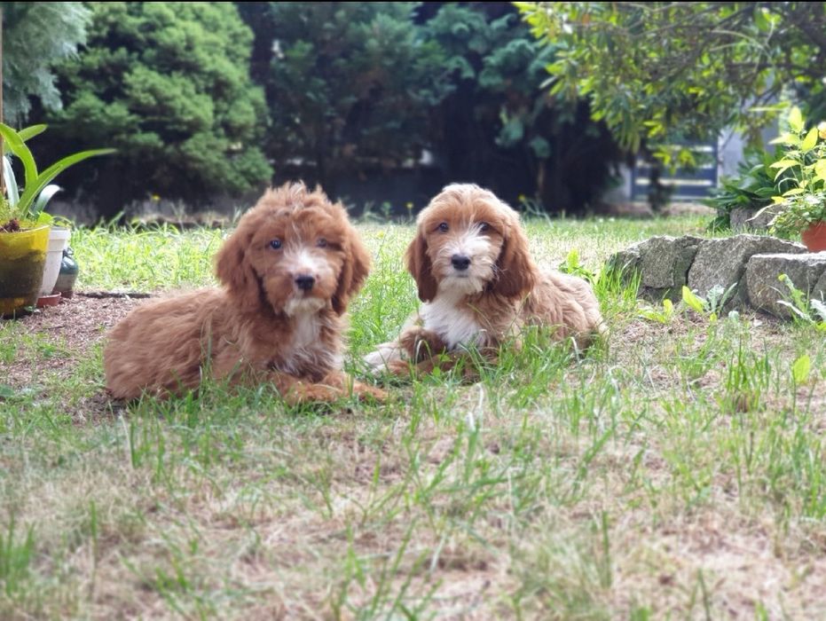Irishdoodle szczeniak * Jak goldendoodle  *  Jak cockapoo CUDNE