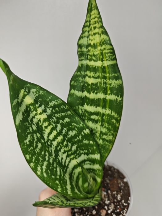 Sansevieria Futura var