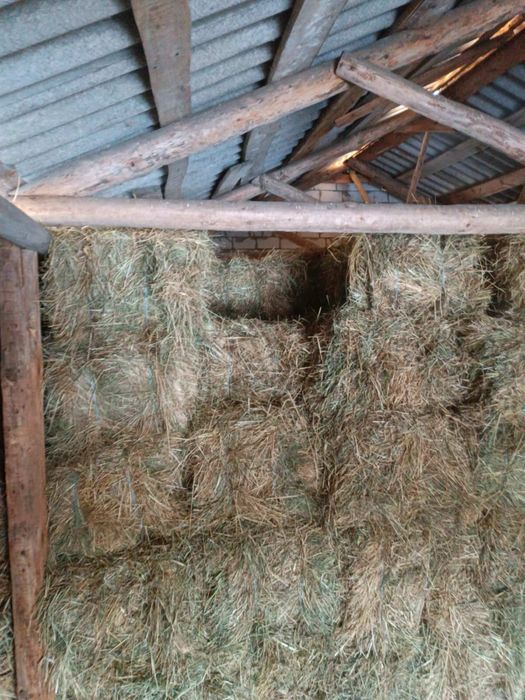Продам сіно лугове в тюках