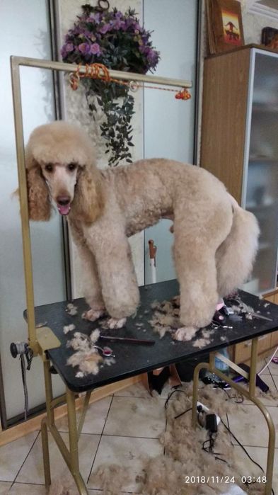 Вязка королівский пудель абрикос