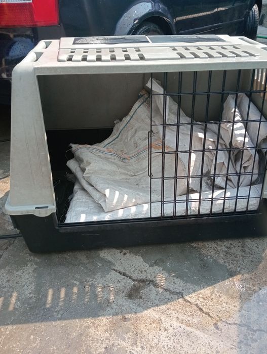 Transportadora de cães