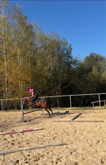 Klacz 4 lata, 160 cm sprzedam/zamienie