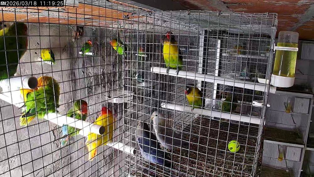 Agapornis varias especies varias mutações