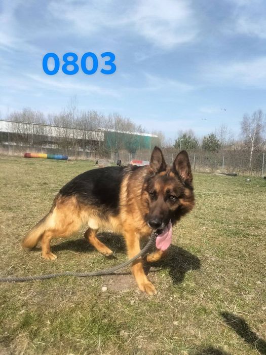 Alex szuka pilnie domu !